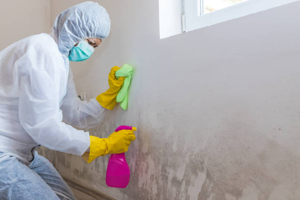 Mold Removal & Remediation