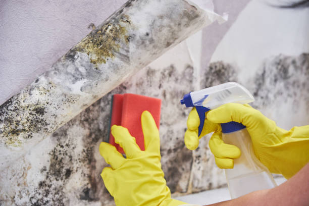 Best Water Damage & Mold Remediation  in Hlside, IL